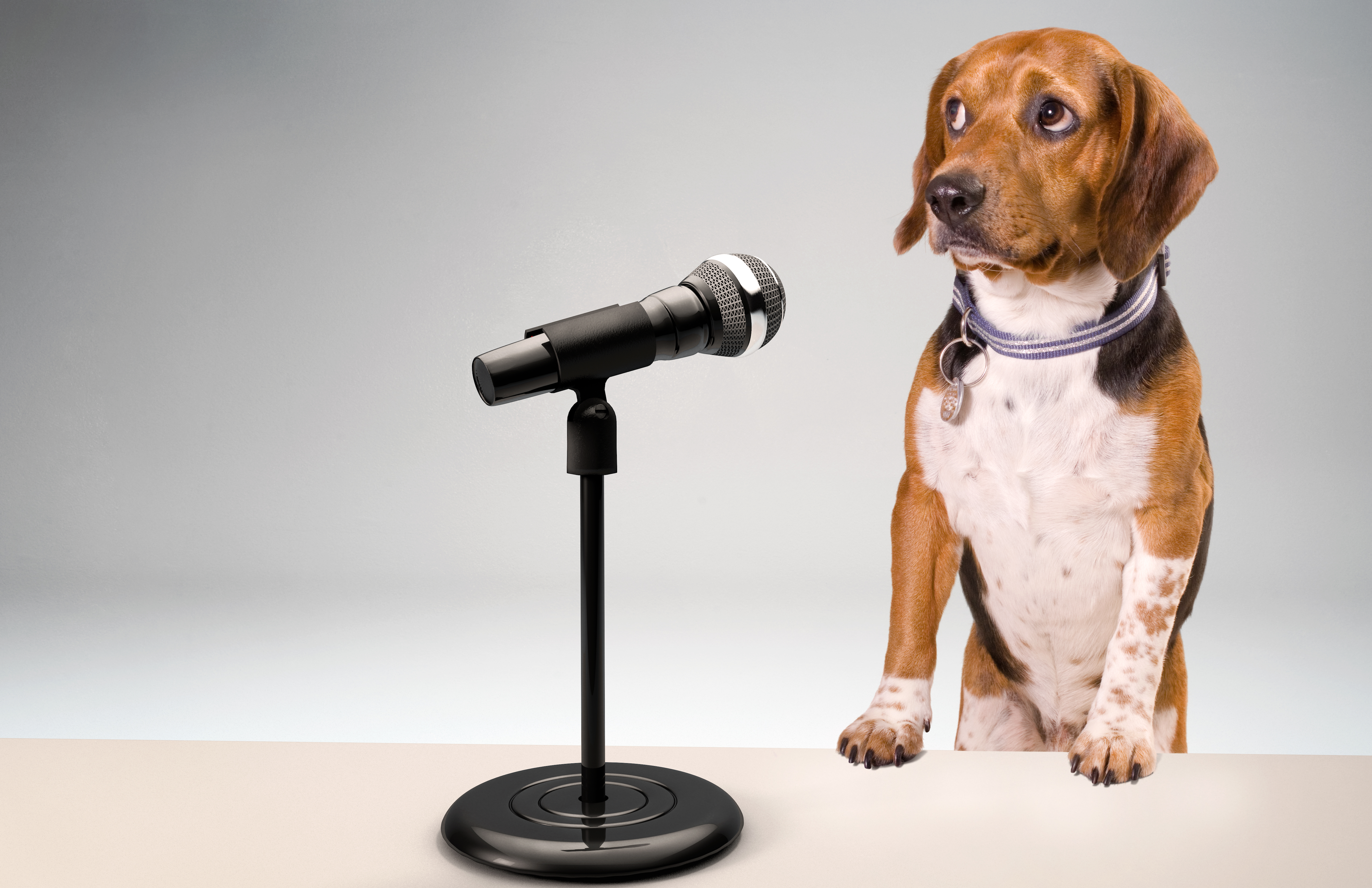 Dog_microphone_.png